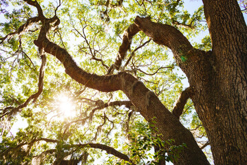 Looking skyward into the sunlit canopy of a live oak tree in Savannah Georgia
