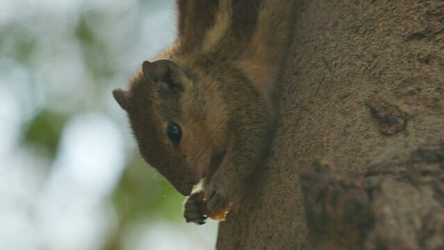 Indian palm squirrel feeding in tree. India. Indian palm squirrel or three-striped palm squirrel - Funambulus palmarum - is a species of rodent in the family Sciuridae found naturally in India (south