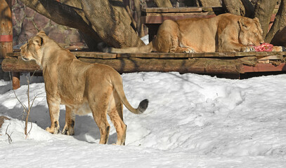 Two asiatic lionesses (Panthera Leo Persica) on snow