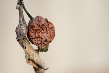 Dry apple fruit on a tree branch in autumn. Diseases of fruit trees in the garden.