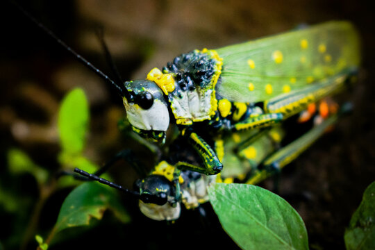 A pair of grasshoppers mating, closeup shot.
