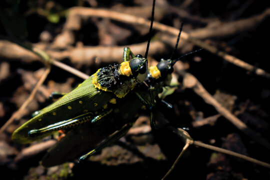 A pair of grasshoppers mating on the ground, top view