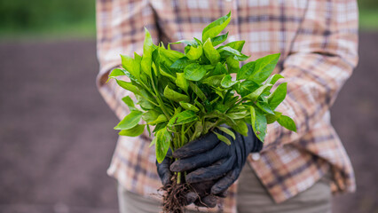 Farmer holds armful of pepper seedlings, stands on the field