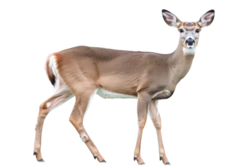 Foto op Plexiglas roe deer isolated on white © Buse