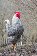 Portrait of a California Gray rooster. Male poultry on a rural farm.