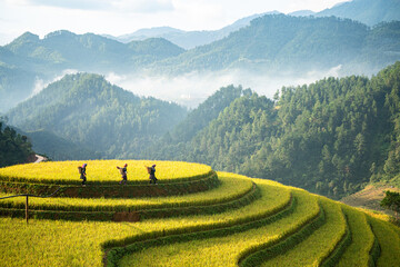 The terraced fields in Mu Cang Chai, Yen Bai during harvest season are beautiful. Photo taken in...