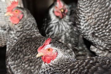 California chickens on the farm. Poultry breeding.