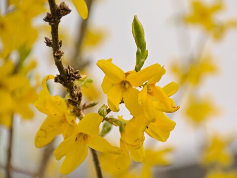 Bright yellow Forsythia flowers in the garden