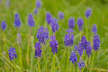 Closeup of bright purple grape hyacinth flowers in the spring garden, selective focus with green bokeh background - muscari