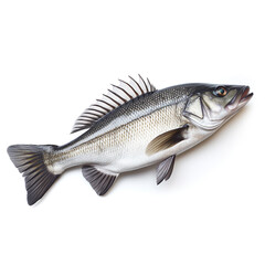 Obraz premium Sea bass fish on white background сreated with Generative Ai