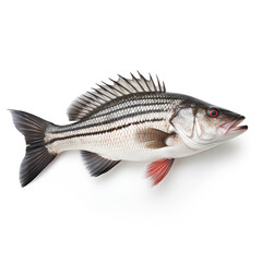 Fototapeta premium Sea bass fish on white background сreated with Generative Ai