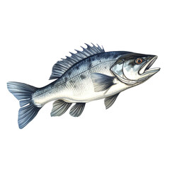 Fototapeta premium Sea bass fish on white background сreated with Generative Ai