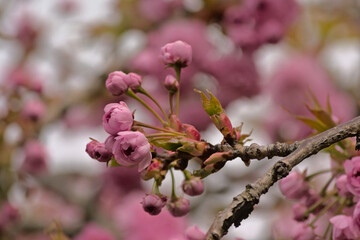 Closeup of pink Japanese cherry blossoms, selective focus on a bokeh background - Prunus serrulata Kanzan