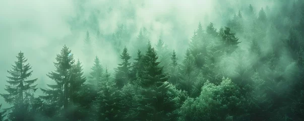 Fototapeten Misty Forest Aerial Photograph with Pine Trees. Foggy, Atmospheric Nature Background. © Fabian Mohr