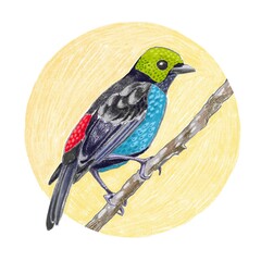 Watercolor drawing of a colorful bird. The Paradise Tanager. A bird with green plumage on its head. Isolated on a round yellow decorative background. For stickers, educational material, cards, prints