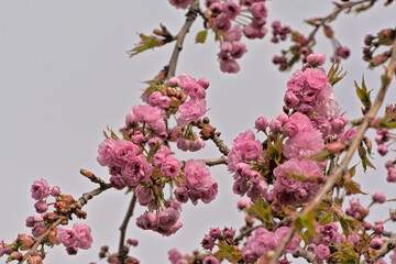 Closeup of pink Japanese cherry blossoms, selective focus on a bokeh background - Prunus serrulata Kanzan