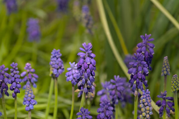 Obraz premium Closeup of bright purple grape hyacinth flowers in the spring garden, selective focus with green bokeh background - muscari