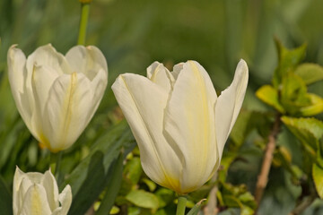 Closeup of pale yellow tulipflowers on a green bokeh background in the garden - tulipa
