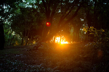 atardecer en el bosque. árboles a contraluz dentro del bosque.