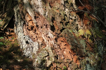 Rotting tree trunk.