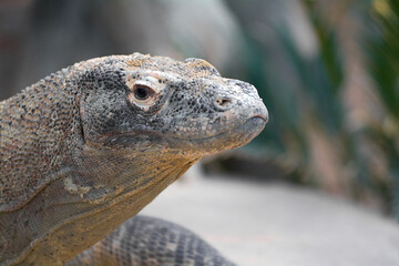 Relaxed Komodo dragon, showing its rough and scaly skin, perched on a rock with vegetation in the background.