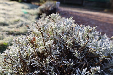Frosty morning and frozen lavender leaves in a garden