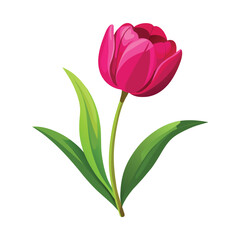 Tulips flower isolated illustration on white background