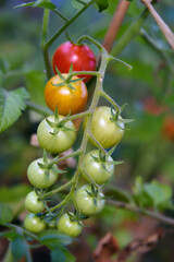 bunch of cherry tomatoes in colors of ripeness growing on a tomato plant