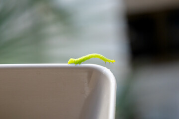 Closeup of a green caterpillar sliding