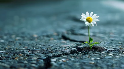 Selbstklebende Fototapeten A single daisy grows from a crack in the asphalt. © wcirco