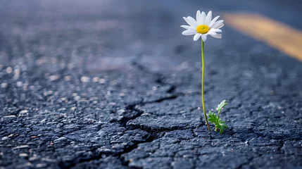 Deurstickers A single daisy grows from a crack in the asphalt. © wcirco