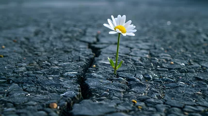 Fototapete A single daisy grows from a crack in the asphalt. © wcirco