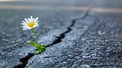 Zelfklevend Fotobehang A single daisy grows from a crack in the asphalt. © wcirco
