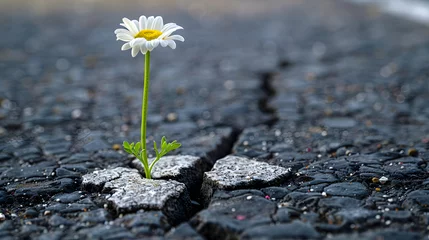 Fototapete A single daisy grows from a crack in the asphalt. © wcirco