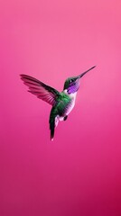 Fototapeta premium Hummingbird in mid hover on a vivid magenta background a blur of motion offering vibrant copyspace