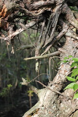 tree in the forest