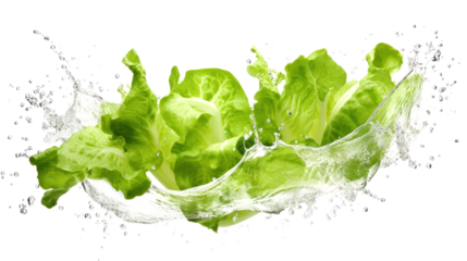Lettuce sliced pieces flying in the air with water splash isolated on transparent png.
