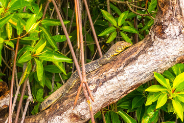 Large monitor lizard in tropical nature Bentota Beach Sri Lanka.