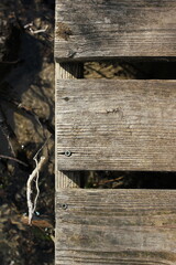 wooden bridge in the forest