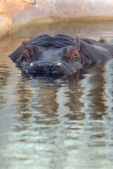 Fototapeta premium An adult hippopotamus partially emerges from the water, showing its ears, eyes and nose.