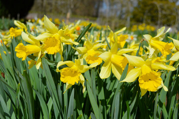 Yellow daffodils blooming in a garden in Scotland, UK