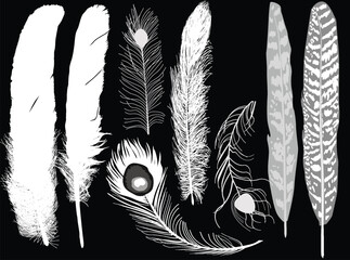 eight feathers isolated on black background