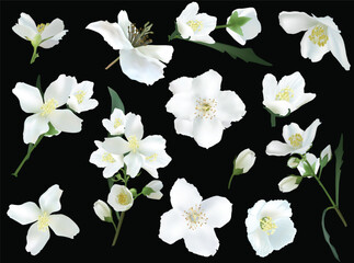 Obraz premium jasmine flowers blooms isolated on black background