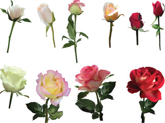 fine ten roses isolated on white background