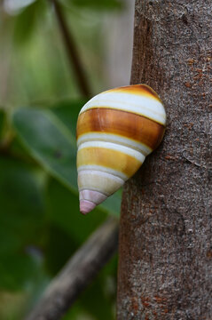 Florida Tree Snail - Liguus fasciatus - on Gumbo Limbo Tree in Everglades National Park, Florida.