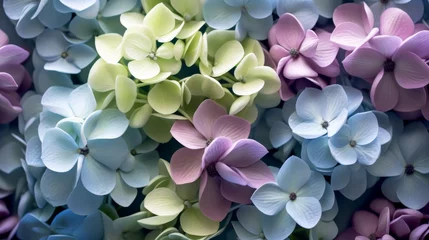 Fotobehang A close-up of hydrangea flowers, flat lay petals in pastel colours. Bridal wedding concept background. © Pixel Paradigms
