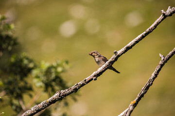 bird on a branch.
