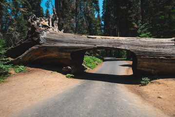 Tunnel log in sequoia national park