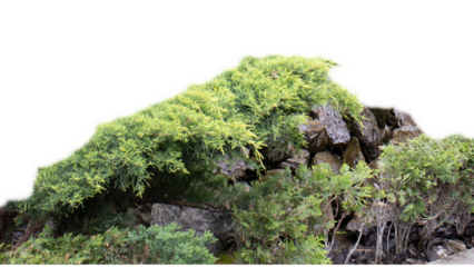 Evergreen plants and rough stones isolated PNG photo with transparent background.