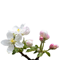 Close up apple flowers on tree isolated PNG photo with transparent background.